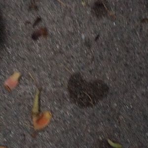 Meet your Posher, Irene